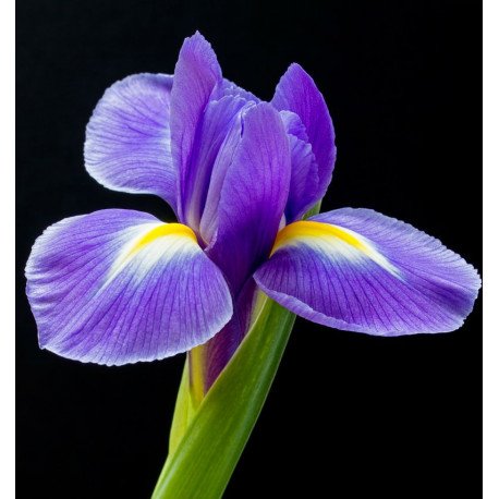 celebrity woman edp celebrity woman edp