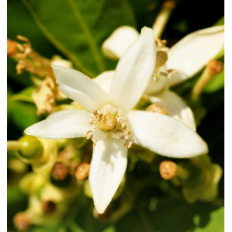 nicolas for her edp nicolas for her edp