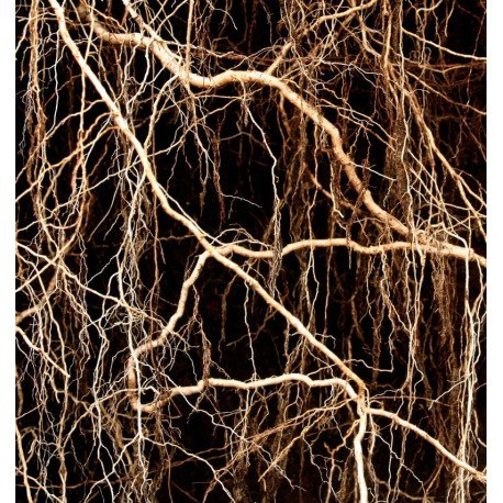 nicolas for her edp nicolas for her edp