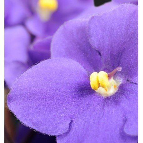 harpina eau de parfum harpina eau de parfum