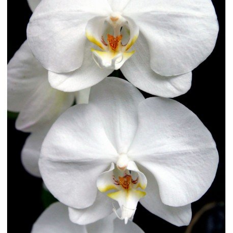 harpina eau de parfum harpina eau de parfum