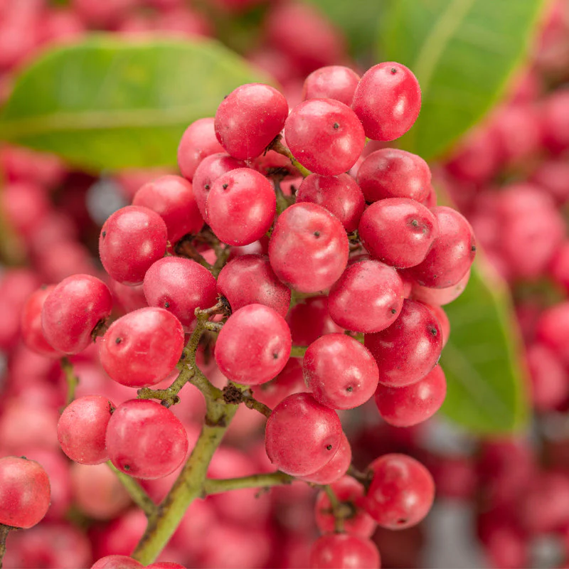 island edp island edp