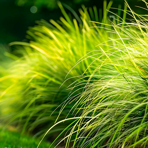 peak eau de parfum peak eau de parfum