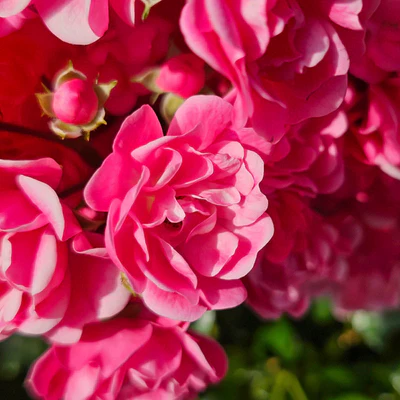 silk elixir silk elixir