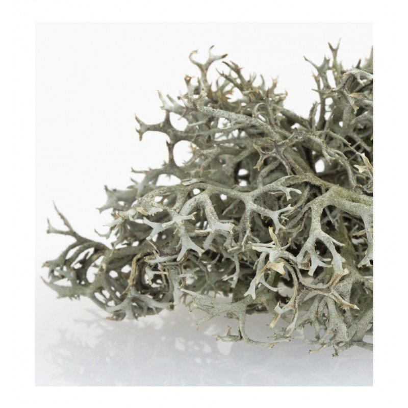 choice (6) choice (6)