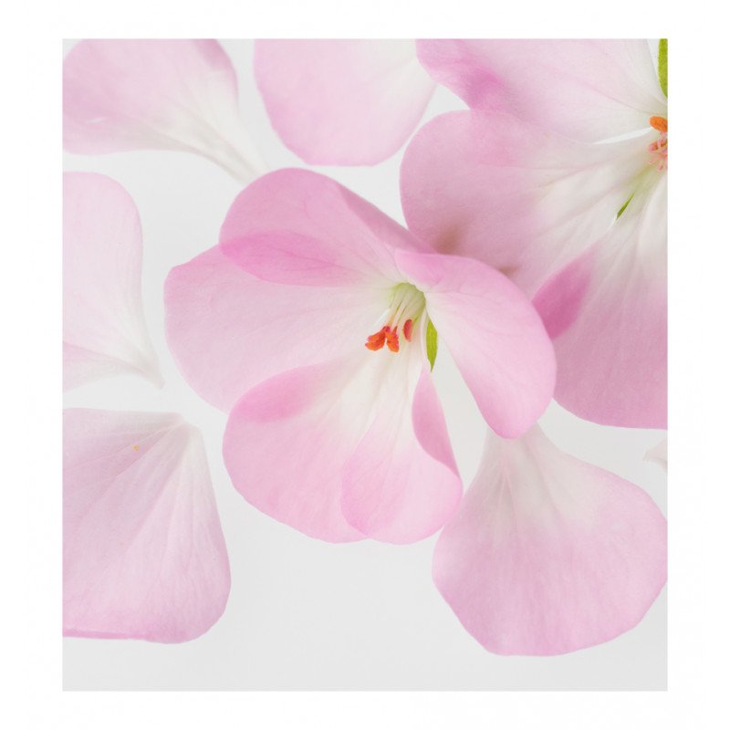 it's mine edp it's mine edp