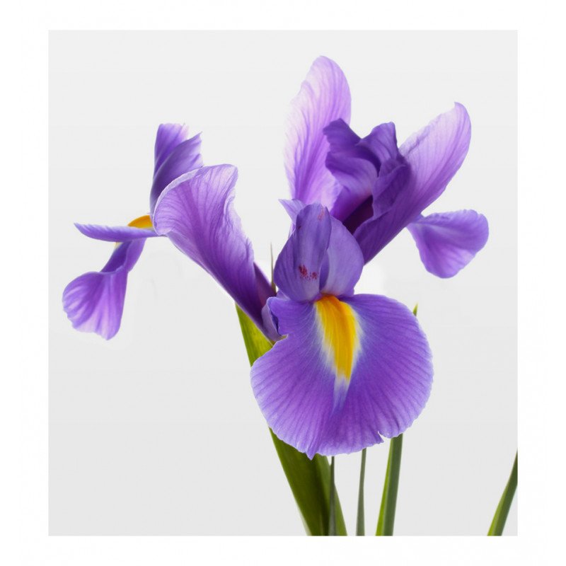 luz adriana edp luz adriana edp